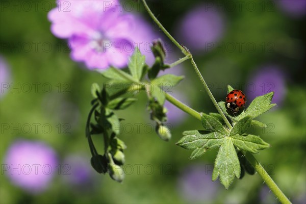Asian lady beetle (Harmonia axyridis), multicoloured or harlequin ladybird on cranesbill