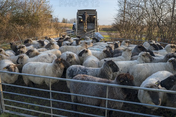 Black-headed domestic sheep (Ovis gmelini aries) in the pen for loading, Mecklenburg-Vorpommern,