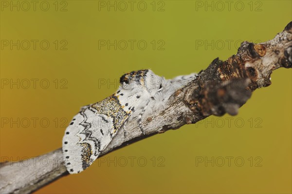 Sallow kitten moth (Furcula furcula), North Rhine-Westphalia, Germany, Europe