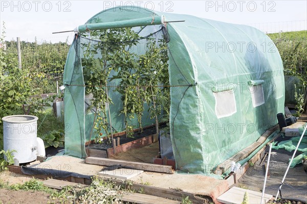 Tomato plants growing in plastic greenhouse tent, Shottisham, Suffolk, England, UK