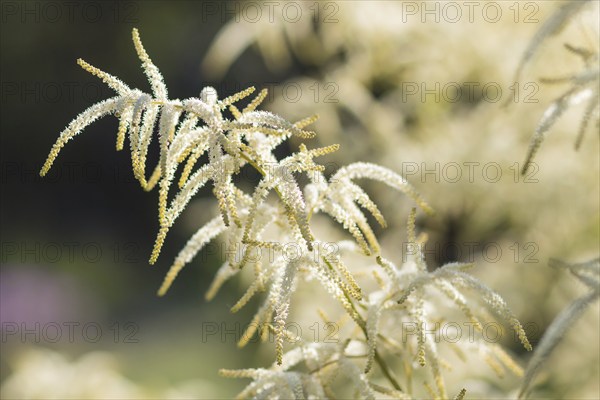 Astilbe blooming in the garden in summer