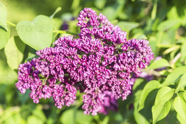 Blooming lilac in the botanical garden in spring