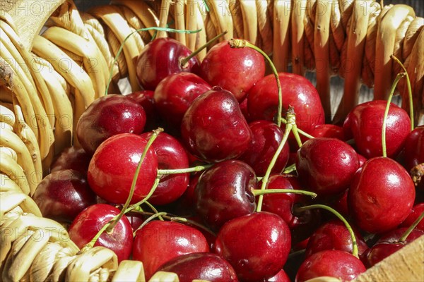 Close-up of delicious sweet cherries