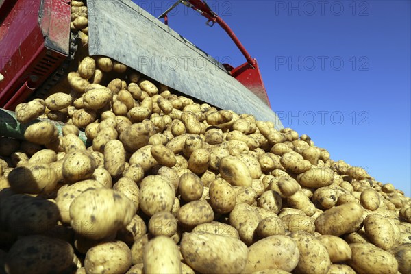 Agriculture potato harvesting with harvester (Mutterstadt, Rhineland-Palatinate)