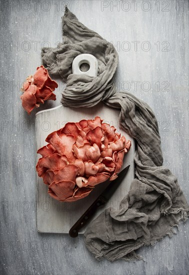 Pink oyster mushroom, bunch, close-up, raw, no people