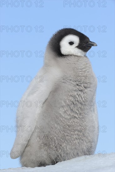 Emperor penguins (Aptenodytes forsteri), Chick, Snow Hill Island, Antartic Peninsula, Antarctica
