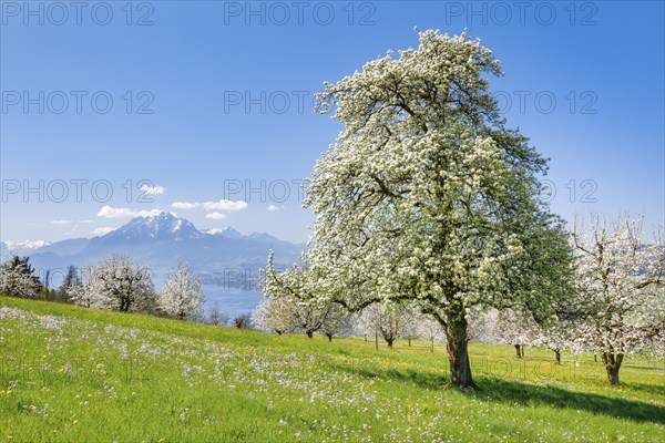View of Pilatus and Lake Vielwaldstättersee, Switzerland, Europe