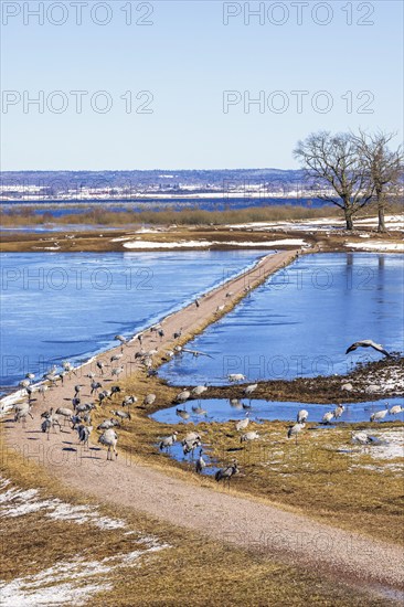 View at a flock of cranes at lake Hornborgasjön on an early sunny spring day, Hornborgasjön,