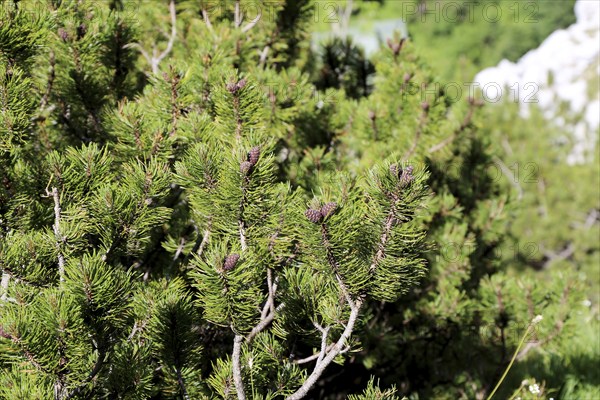 Mountain pine (Pinus mugo)