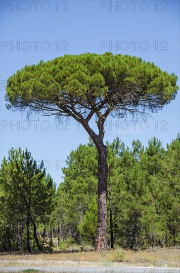 Pine, tree, forest, Spain, Europe