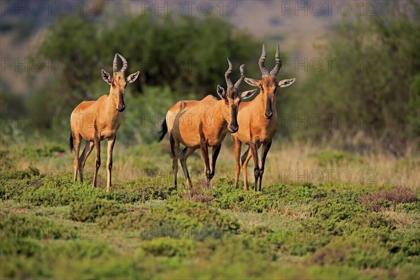 Red hartebeest (Alcelaphus buselaphus caama), kaama, adult, group, foraging, feeding, alert,