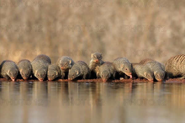 Zebra mongoose (Mungos mungo), adult, group, at the water, drinking, Kruger National Park, Kruger