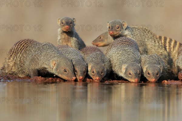 Zebra mongoose (Mungos mungo), adult, group, at the water, drinking, Kruger National Park, Kruger