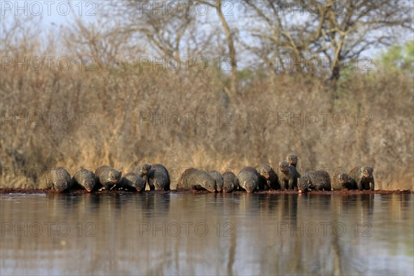 Zebra mongoose (Mungos mungo), adult, group, at the water, drinking, Kruger National Park, Kruger