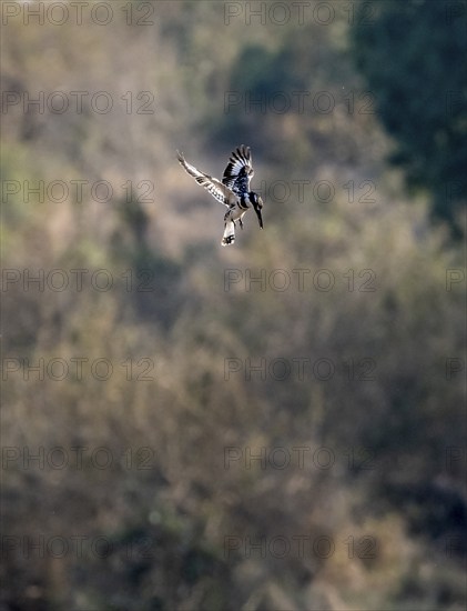 Pied kingfisher (Ceryle rudis) in flight hunting for fish, Kruger National Park, South Africa,