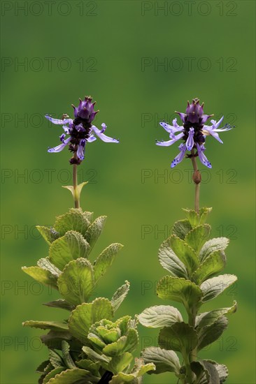 Piss-off plant (Plectranthus ornatus), cat repellent, flowering, Elllerstadt, Germany, Europe
