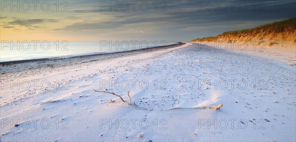 Pristine white beach with pebbles and dunes at Darßer Ort in the evening light, Weststrand, Darß