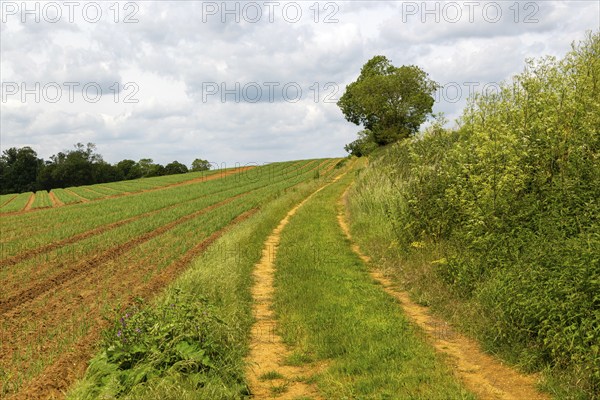 Suffolk Sandlings landscape footpath passing fields, near Methersgate, Sutton, Suffolk, England, UK