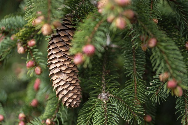 A brown pine cone hanging from a green conifer branch, silver fir, male flowers, Germany, Europe