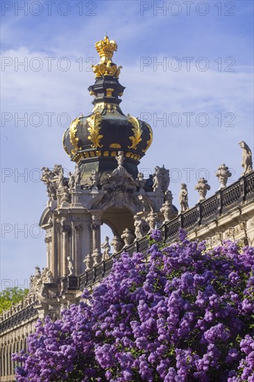 The lilacs bloom magnificently at the Zwinger moat, Dresden, Saxony, Germany, Europe