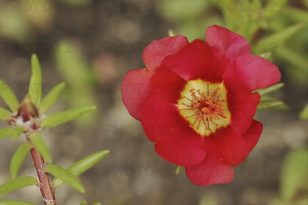 Moss-rose purslane (Portulaca grandiflora), flower, native to South America