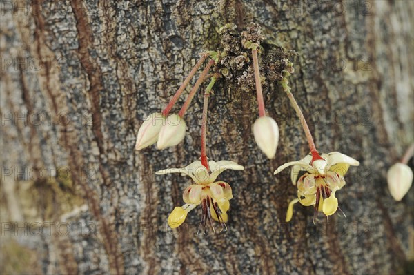 Cocoa tree (Theobroma cacao), flowers on the tree