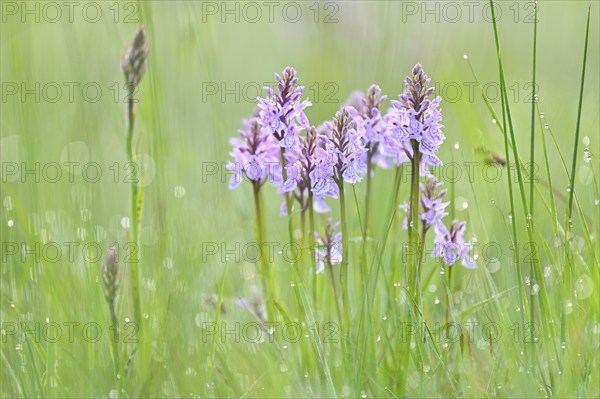 Moorland spotted orchid (Dactylorhiza maculata), flowering wild orchid, Lower Rhine, North