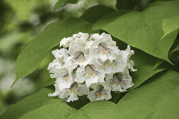 Common trumpet tree (Catalpa bignonioides, Catalpa syringifolia), flowers, ornamental tree, North