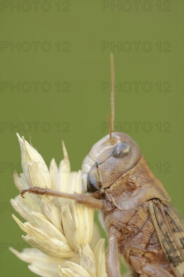 European migratory locust (Locusta migratoria), Provence, southern France