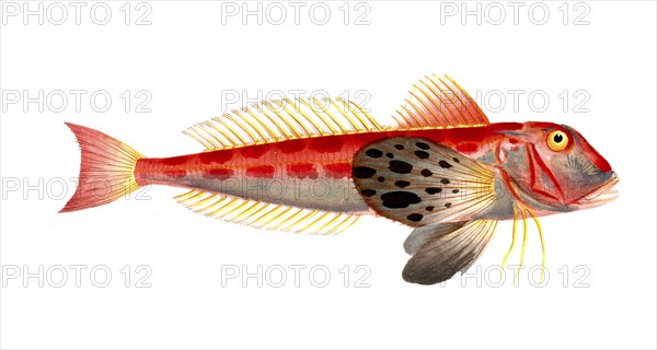 Fish, Fish, Fish species from the subfamily of the true gurnards, Trigla lineata, Historical,