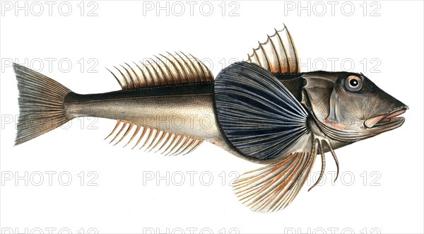 Fish, Fish, Fish species from the subfamily of the true gurnards, Trigla hirundo, the Tern, the Tub