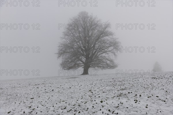 A large tree on a snow-covered field in dense fog, Rieden am Forggensee, Ostallgäu, Allgäu, Swabia,