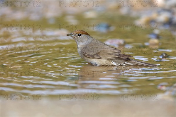 Blackcap, Sylvia atricapilla, Fauvette à tête noire, Curruca Capirotada Lesbos, Greece, Europe