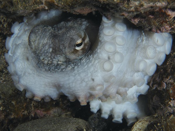 Octopus, Common Octopus (Octopus vulgaris), with tentacles hidden under rocks in the sea. The