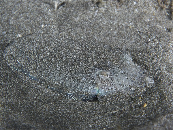 Juvenile Common cuttlefish (Sepia officinalis) inconspicuously hidden in the sandy seabed, Playa