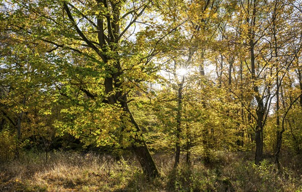 Mountain maple (Acer pseudoplatanus) in autumn with colourful leaves, backlit with sun star,
