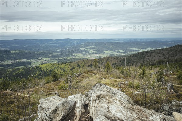 View from Gentiana bavarica, Bavarian Forest, Bavaria, Germany, Europe