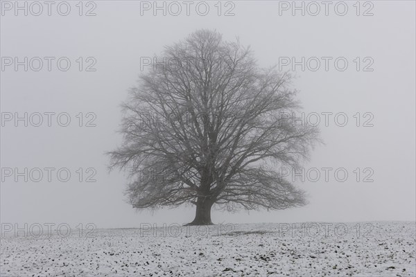 A single branched tree on a snowy surface in the fog, Rieden am Forggensee, Ostallgäu, Allgäu,