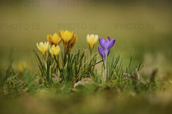 Spring Crocus or Giant Crocus (Crocus cultivars) flowering colourful in spring on a meadow,