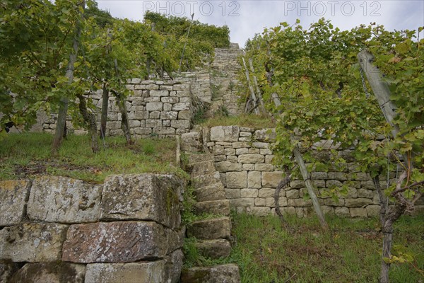 Terraced steep vineyards in the Neckar valley near Lauffen, viticulture, Württemberger Wein,