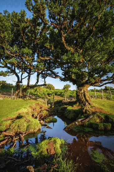Centuries-old til trees in fantastic magical idyllic Fanal Laurisilva forest on sunset. Madeira