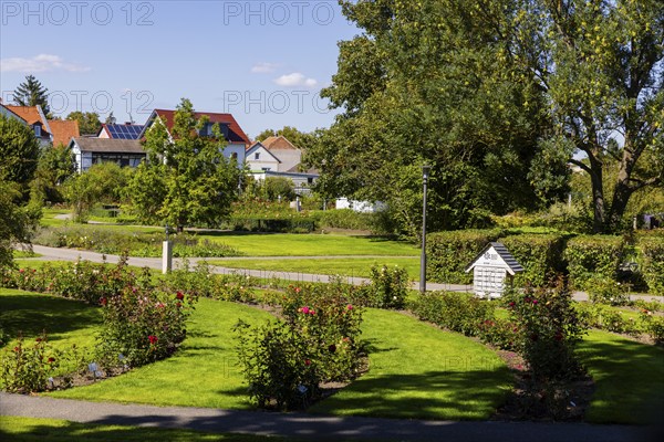 Rose garden, Bad Langensalza, Thuringia, Germany, Europe