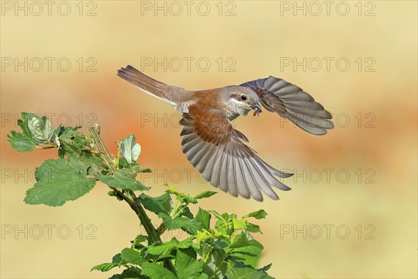 Red-backed shrike (Lanius collurio), female, flight photo with prey, Hockenheim, Baden-Württemberg,