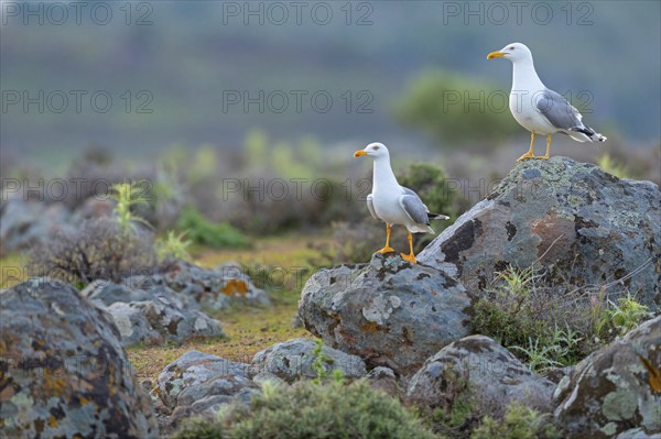 Yellow-legged gull (Larus michahellis), Hides De Calera / Steppe Raptors, Calera Y Chozas, Castilla