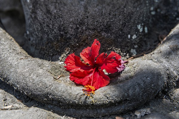 Praying hands decorated with red flower, praying, Hinduism, faith, peace, peaceful, temple, temple