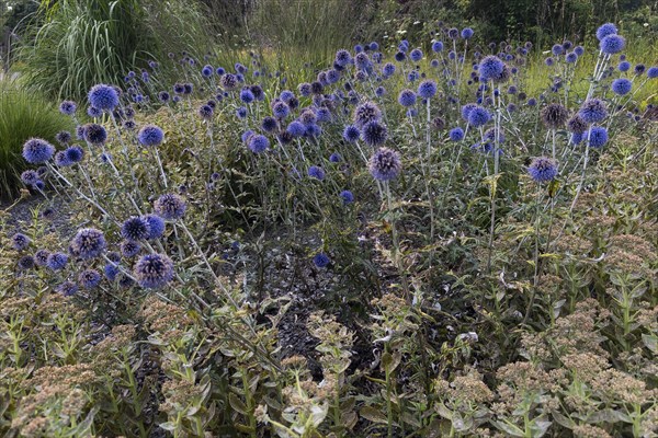 Echinops bannaticus (Echinops bannaticus), thistle, purple, blue, plant, flower bed, flower-bed,
