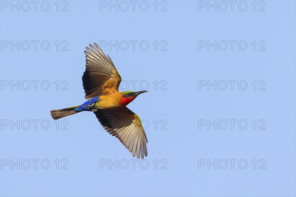 Red-throated Bee-eater, (Merops bulocki), flight photo, Bansang quarry, Bansang, South Bank,