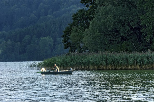 Single angler in rowing boat on the shore with common reed (Phragmites australis), Schliersee,
