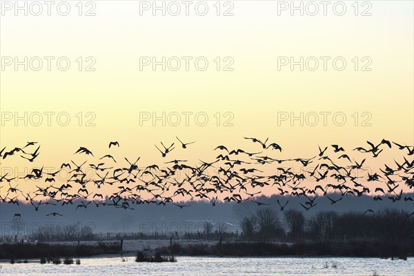 White-fronted goose (Anser albifrons), geese take off from the roost, departure, in front of