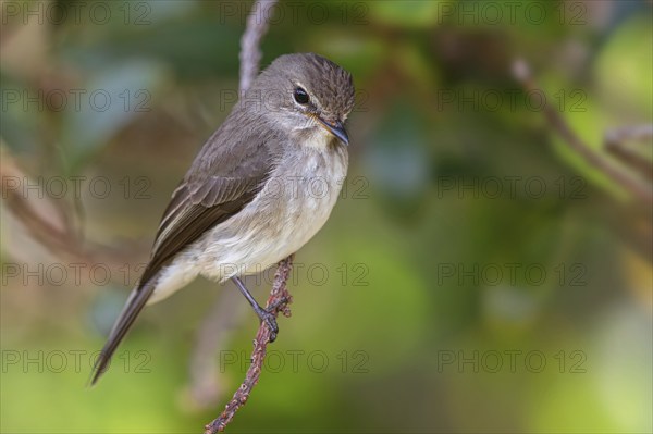 Dark flycatcher, (Muscicapa adusta), family of flycatchers, Harold Porter National Botanical